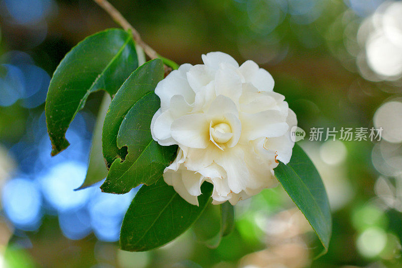 山茶花/日本山茶花花:红色，粉红色和白色